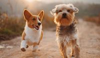 Two small dogs running outside in joy!