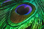 Close-up of an iridescent green and blue peacock feather. Photograph: rupixen via Unsplash.