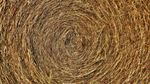 Close-up of tightly wound hay forming the circular face of a round bale.