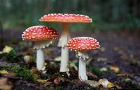 Three Amanita Muscaria mushrooms on the forest floor.