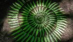 Fern leaves arranged in a spiral on the forest floor with mottled sunlight as part of the European Land Art Festival.
