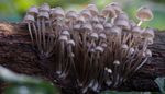 Close up image of a group of small mushrooms flowering from a log in the forest.