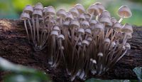 Close up image of a group of small mushrooms flowering from a log in the forest.