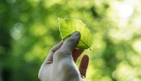 Leaf being held up to the light of the forest.